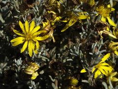 Oedera humilis