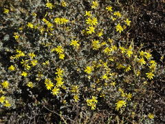 Oedera humilis