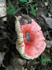 Russula flavisiccans