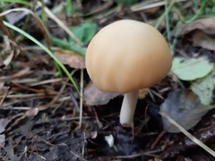 Fungi
