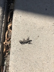 Sceloporus occidentalis
