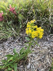 Solidago