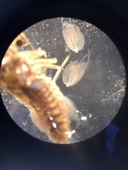 Leptophlebia cupida