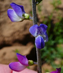 Lupinus truncatus