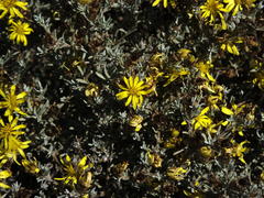 Oedera humilis