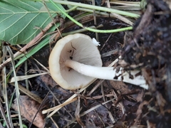 Fungi