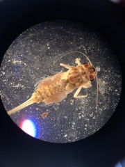 Leptophlebia cupida