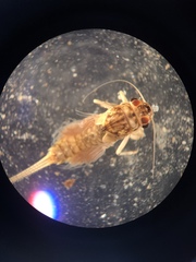 Leptophlebia cupida