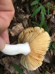 Russula flavisiccans