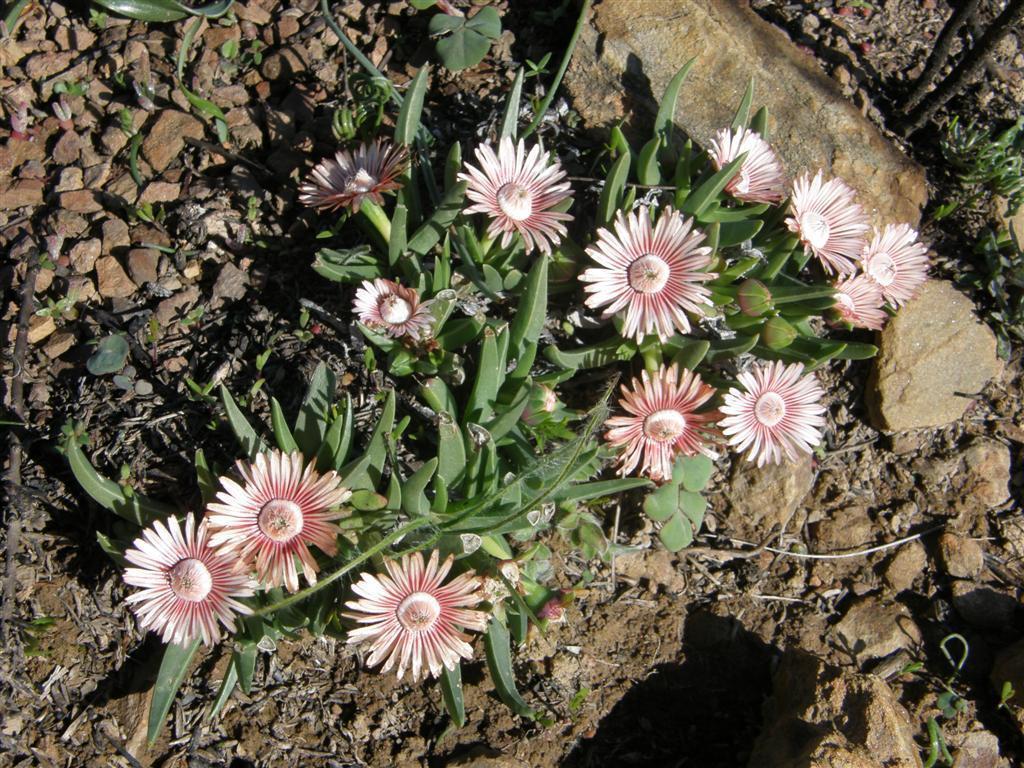 Overberg Tiptoothfig