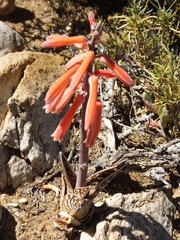 Gonialoe variegata