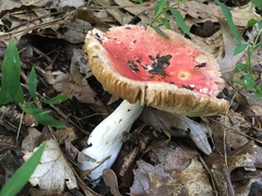 Russula flavisiccans