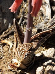 Gonialoe variegata