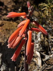 Gonialoe variegata