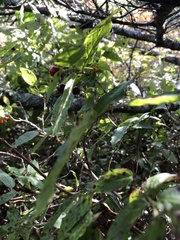 Vaccinium erythrocarpum