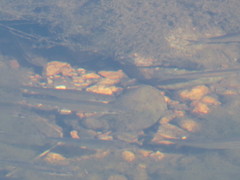 Semotilus atromaculatus