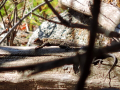 Sceloporus occidentalis biseriatus
