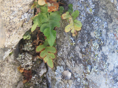 Polypodium hesperium