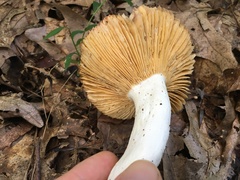 Russula flavisiccans