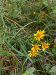 Jacobaea grandidentata