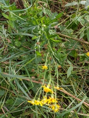 Jacobaea grandidentata