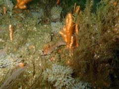 Clinus venustris