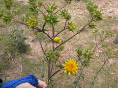 Berkheya heterophylla radiata