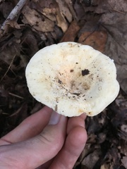 Lactifluus glaucescens