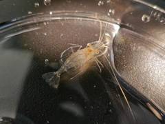 Palaemon vulgaris
