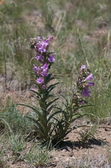 Penstemon auriberbis