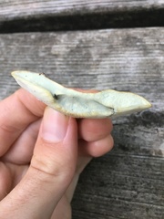 Lactifluus glaucescens