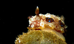 Dendrodoris krusensternii