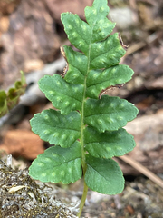 Polypodium hesperium