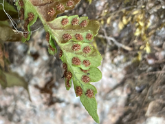 Polypodium hesperium