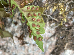 Polypodium hesperium
