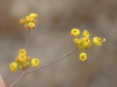 Chamarea capensis