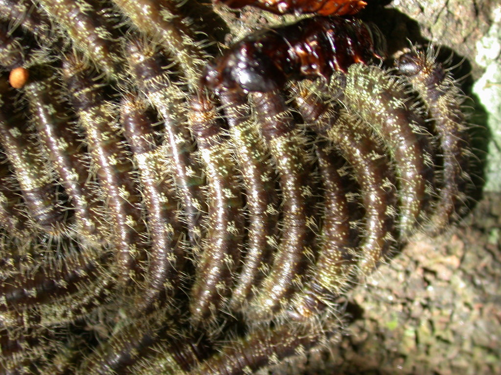 Pereute swainsoni