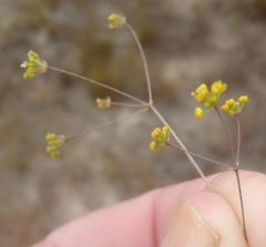 Chamarea capensis