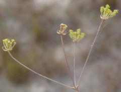 Chamarea capensis