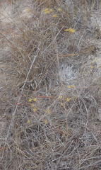 Chamarea capensis