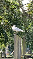 Larus argentatus