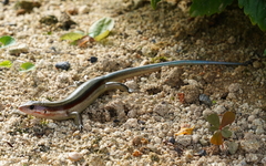 Plestiodon oshimensis