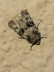 Lacinipolia marinitincta