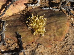 Massonia obermeyerae