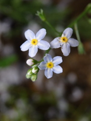 Myosotis welwitschii