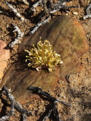 Massonia obermeyerae