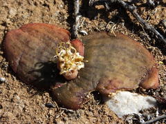 Massonia obermeyerae