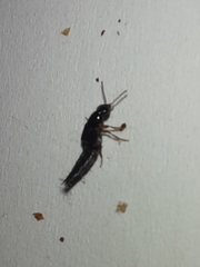 Raphirus
