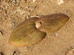 Massonia obermeyerae