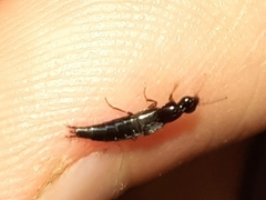 Raphirus